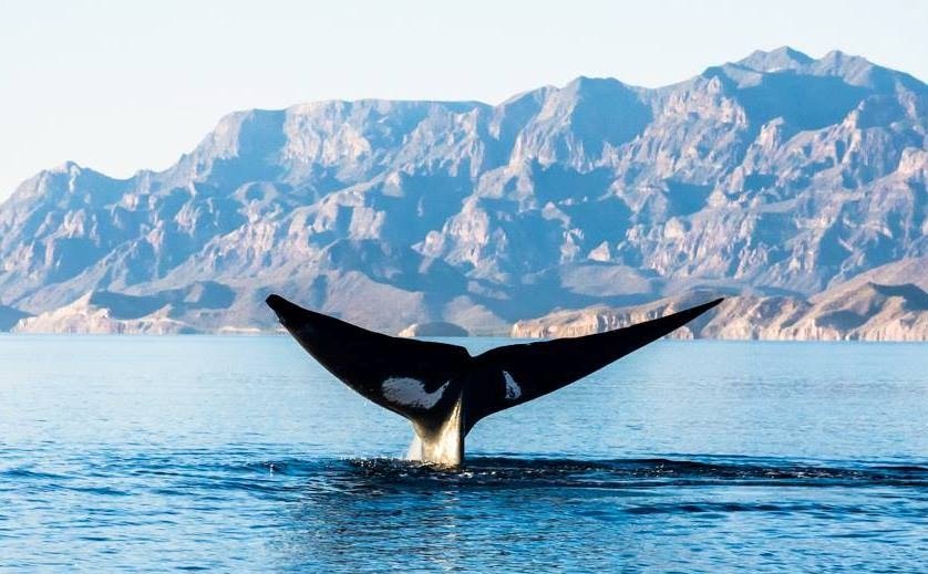 A panoramic photorealistic image of a deserted island with white sand beaches and turquoise water. A small sailboat is anchored in the distance. The sky is clear and blue. The camera angle is wide, capturing the beauty of the island. Style: travel photography. 4K resolution.